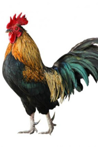 Cover image for Beware Of Chicken by Casualfarmer